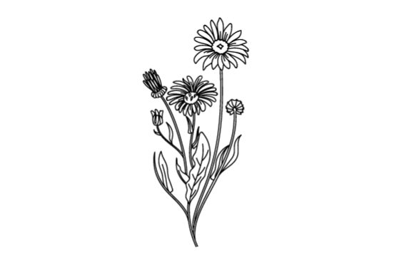 Calendula Coloring Page: Crafts & Kids Branding Asset